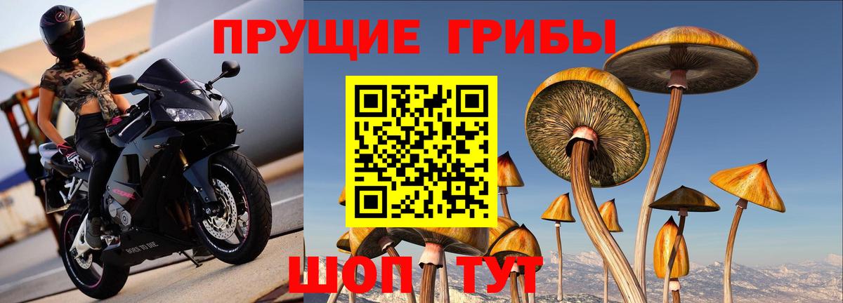 Мценск  Галлюциногенные грибы прущие грибы  Вход с VPN  Галлюциногенные грибы мухоморы 